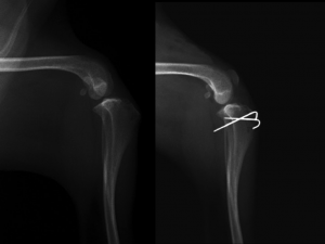 17 6 25 過去ブログ 膝蓋骨内方脱臼を整復した犬の1例