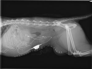 猫の尿管閉塞に対してSUBシステム設置術を行いました。