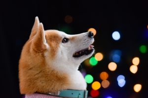 犬の前十字靱帯断裂について