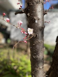 犬の腹腔鏡補助下避妊手術を行いました。