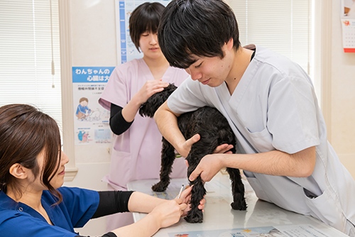 動物看護師の募集