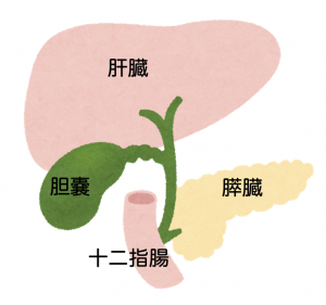 肝臓疾患、胆嚢疾患について①