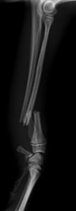 犬　骨折　前肢