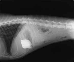 犬　胃内異物　レントゲン