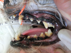 犬の歯石除去前