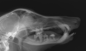 犬　歯周病　レントゲン