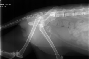 猫　骨肉腫　レントゲン画像