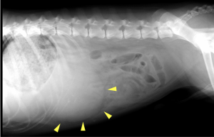 犬　肝臓腫瘍レントゲン