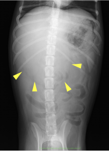 犬　肝臓腫瘍　レントゲン